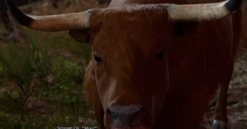 Baldur's Gate 3 Strange Ox: dovresti ucciderlo o lasciarlo in pace?