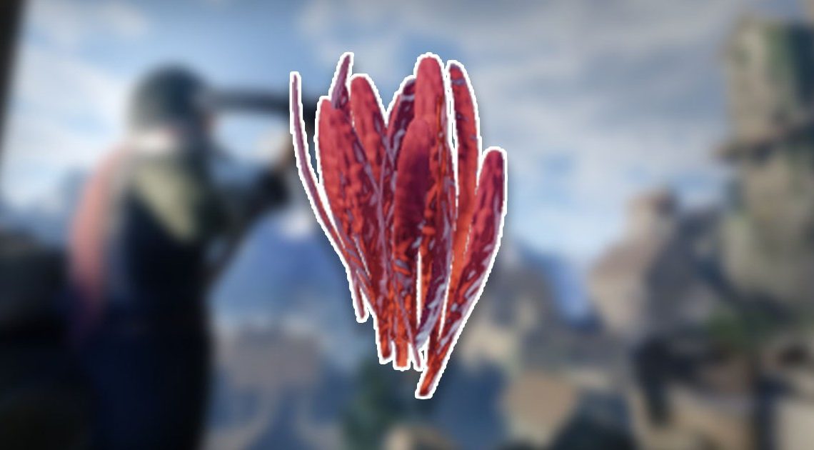 Posizione dello zafferano avvolto: come ottenere lo zafferano