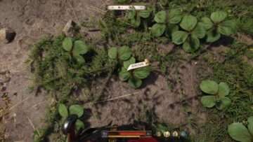 Dove trovare Herb Paris in KCD 2?